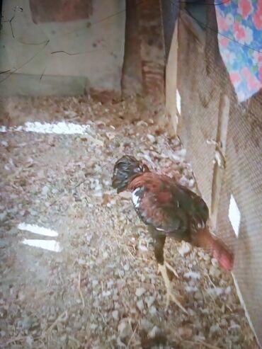 Xoruzlar: Məhsul: Uzunboyun döyüş tipi xoruz (fotoşəkillərdəki) Təsvir: - — 5