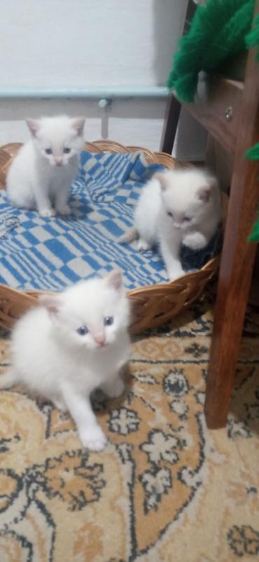 Продажа кошек: Тайская, 1 месяц, Мальчик, Белый — 6