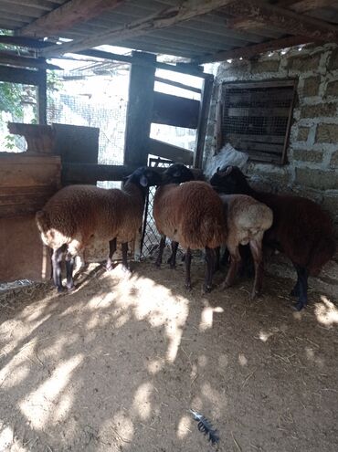 Qoyunlar, qoçlar: Erkək, Qala, il: 1, 75 kq, Damazlıq, Ünvandan götürmə -da lalafo.az — 16 Qoyunlar, qoçlar: Erkək, Qala, il: 1, 75 kq, Damazlıq, Ünvandan götürmə — 16