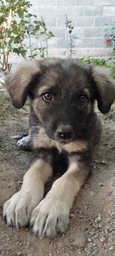 породистые козы: Ит бекер берилет: 3 айлык, Ургаачы