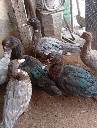 Digər heyvanlar: Salam şəkildə gördüyüvüz heyvanlar satılır 5 dənədi 2 erkək 3 dişidi — 9