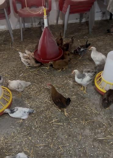 Toyuq cücələri, Damazlıq lalafo.az -da Toyuq cücələri, Damazlıq