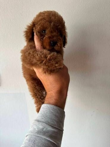 Psi: Crvene i aprikot patuljaste pudle Crvene i aprikot mini/patuljaste — 1