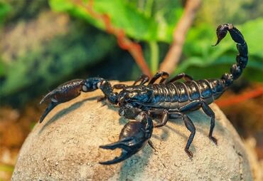 шамалдуу сай: Азиятский лесной Скорпион 🦂 
Подростки 
Цена : 2500 сом