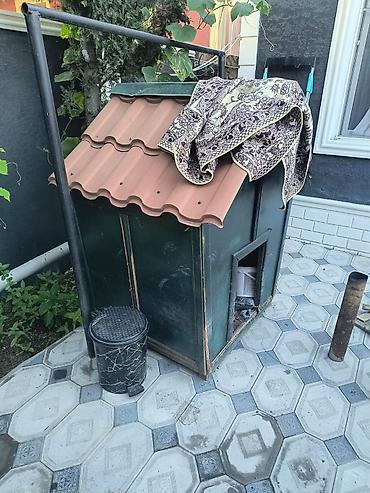 сколько стоит собака бу: Salam it evi satılır əla vəziyyətdədir qiyməti 150 manat — 1