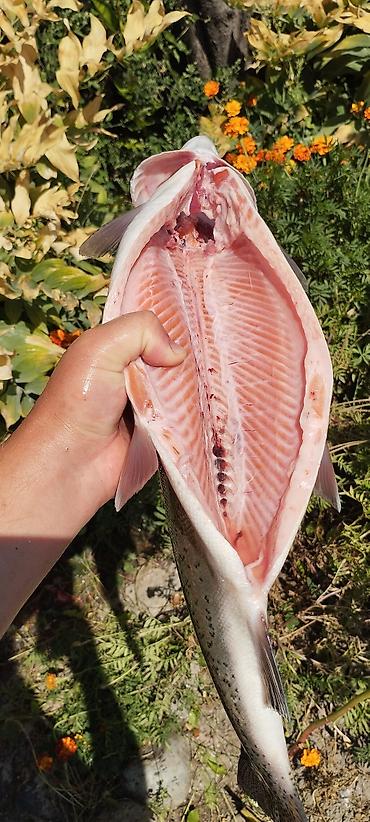 Другая рыбная продукция: Продаю холодного и горячего копчения Форель, домашнего приготовления — 4