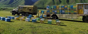 Другое сельско-хозяйственное оборудование: Продаю пчело прицеп на 60 пчело семей с домиком, есть бункер под