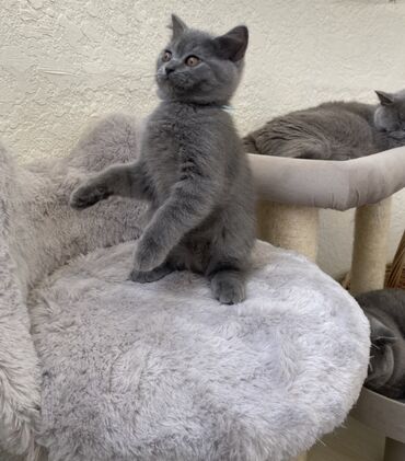 Pişiklər: Şotland, Dişi, Erkək, Ünvandan götürmə — 8