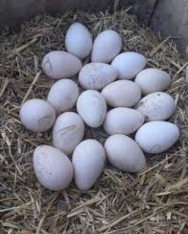 alabaxta quşu: Yerli mayalı hinduşqa yumurtasi biri 3 manat