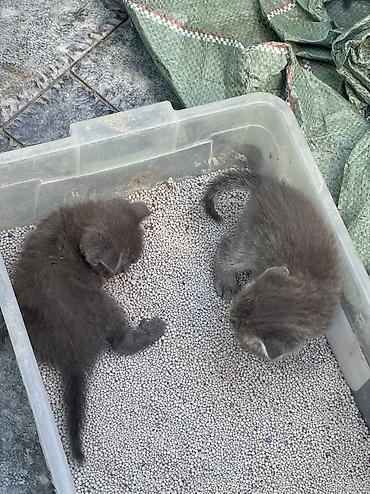 Мышыктар: Котята от домашней кошки Торг имеется при встрече - Порода/тип — 9