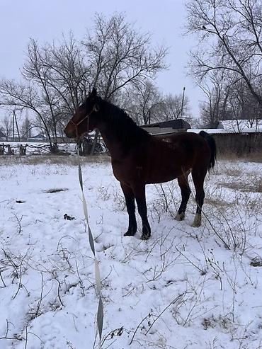 Лошади, кони: Продаю | Жеребец | Полукровка | Для разведения | Племенные — 6