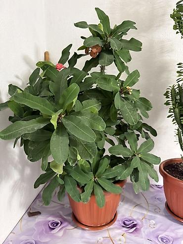 Молочаи: Эуфорбия Милля (Euphorbia milii, молочай Миля) в горшке. - Крупный — 2