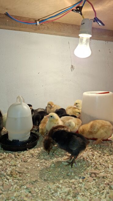 Коровы, быки: Куриные цыплята, Для мяса