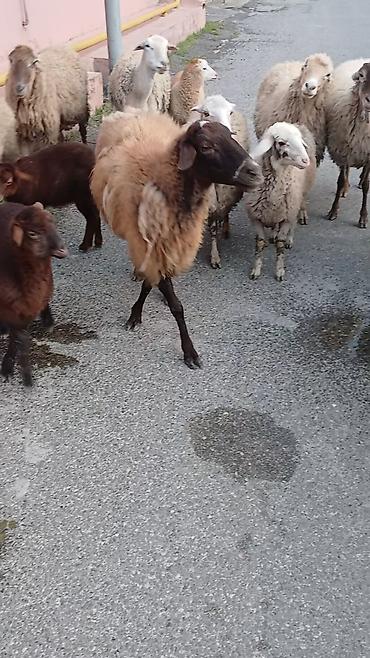 qoyun satişi: Salam. 16 ana bala 3 subay. kom sekilde satilir. etrafli z vuru — 2