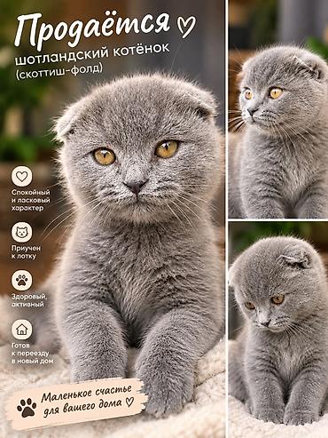 кошки в добрые руки: 🐾 В поисках любящей семьи Очаровательный серый котик с красивыми — 1