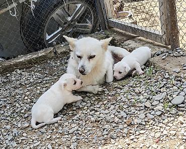 coban it: Zvonok, 2 ay, Dişi, Peyvəndli, Ünvandan götürmə — 8