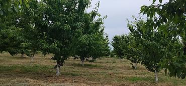 cilədağı bitkisi qiymeti: 2 HEKTAR MEYVƏ BAĞI SATILIR! (Evdən ayrı və ya evlə birlikdə) 📌 Əsas — 2