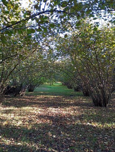 Torpaq sahələrinin satışı: Kənd təsərrüfatı — 8