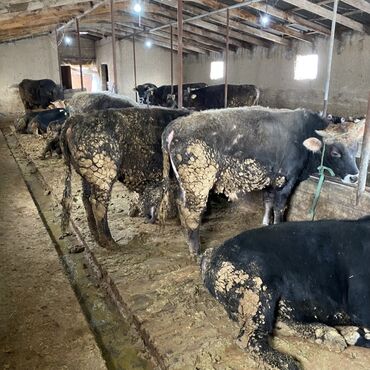 Коровы, быки: Продаю | Бык (самец) | Швицкая, Алатауская | На откорм, На забой, Для разведения — 5