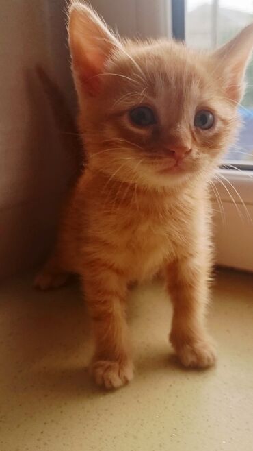 Pişiklər: Şotland, Erkək, Ünvandan götürmə, Ödənişli çatdırılma -da lalafo.az — 11 Pişiklər: Şotland, Erkək, Ünvandan götürmə, Ödənişli çatdırılma — 11