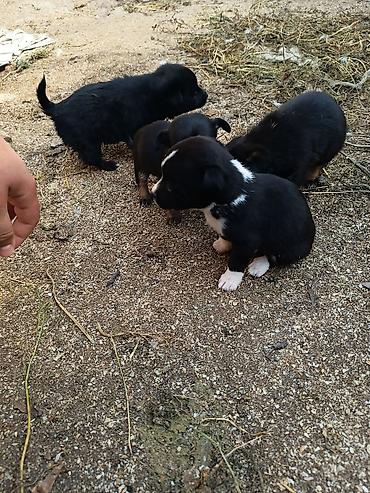 İtlər: Ünvandan götürmə — 7