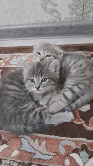 для кошек домик: Скотиш Фолд (Шотландиялык шалпаң кулак), 1 айлык, Ургаачы, Боз, Лотокко барууга үйрөтүлгөн
