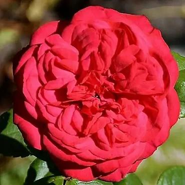 Роза: Роза цена договорная - Крупный махровый бутон классической формы — 9