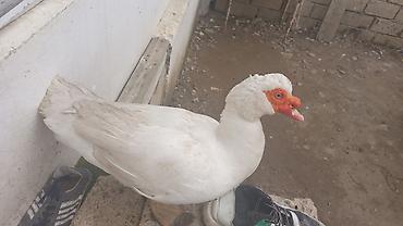 Ördəklər: TECİLİ SATİLİR 2 ERKEY 10.DİŞİ HAMSİ BİRLİKDE SATLİR KOM ŞEKLİNDE 25 — 12