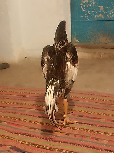 Куры, петухи: Продаю | Петух | Бойцовая | Для разведения — 2