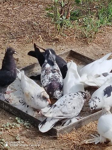 göyərcin: Başı kəkilli, ayağı papışdı, göyərçinlər 15 AZN-dir. Sadə göyərçinlər — 2