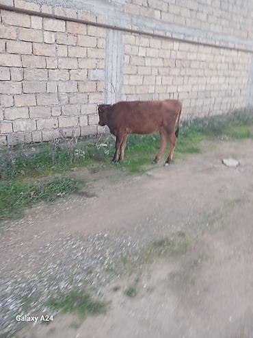 jersey cinsi: Disi dana satilir tecili ucuz qiymete — 2
