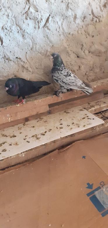 korella satışı: Ebresler,kömür qaralar,kekilli lelekli ebresler göyler satilir — 2