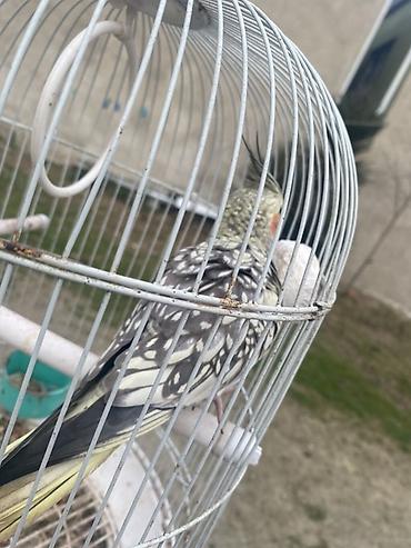 qefəs: Növ: Nimfa (cockatiel) – xallı rəngli Təsvir: - Ağımtıl-boz xallı — 1