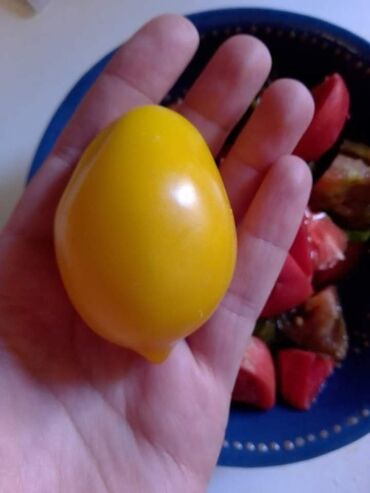 Semena i sadnice: Seme paradajza! Crveni jabučar Žuti jabučar Narandžasti jabučar — 9