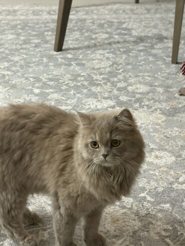 ангорская кошка: 1 жаш, Ургаачы, Боз