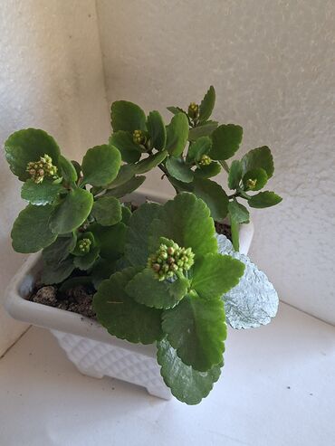 Otaq bitkiləri: Kalanxoe gülü. Satış — 3