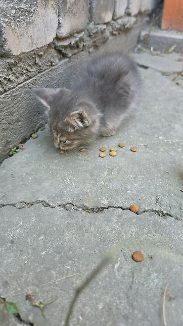 коза котная: Кошка даром: Беспородная, 2 месяца, Девочка — 3