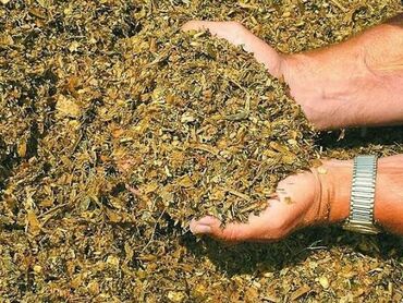 щенки французкого бульдога: Кукурузный силос/сенаж для кормления КРС и других сельхозживотных. -