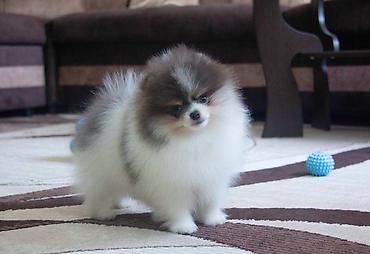 Продажа собак: Шпиц, 3 месяца, Самец, С прививкой at lalafo.kg — 10 Продажа собак: Шпиц, 3 месяца, Самец, С прививкой — 10