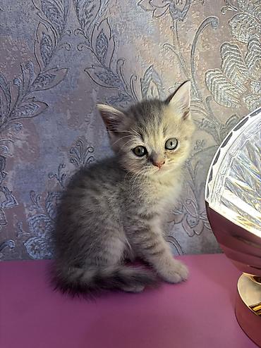 Кошки: Шиншилла, Самка, Самец, Самовывоз — 5