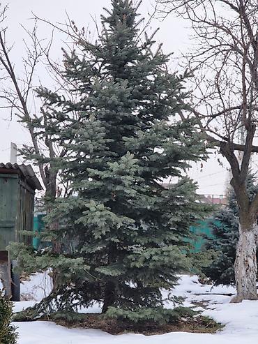 Ель: Ели для озеленения участка - Породные хвойные деревья с плотной — 10