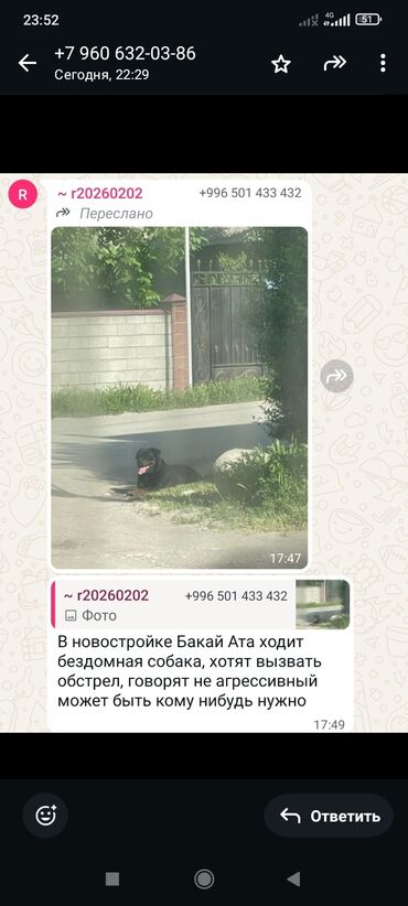 куда отдать собаку бесплатно: Собака даром: 7 месяцев, Самец