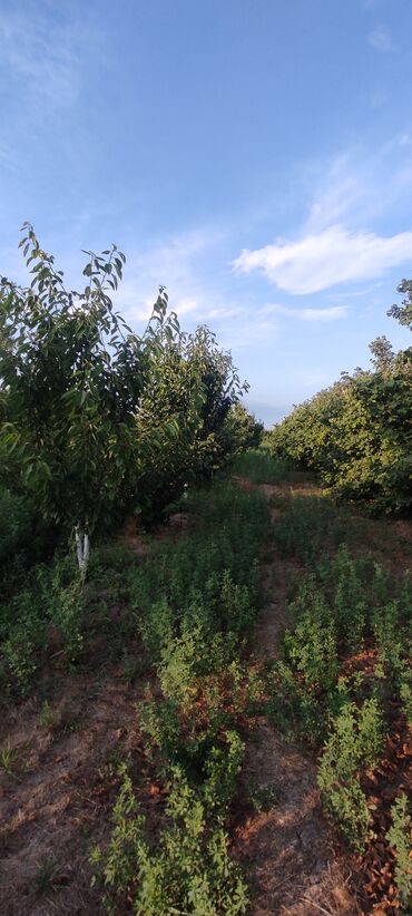 Torpaq sahələrinin satışı: 93 sot, Kənd təsərrüfatı — 15