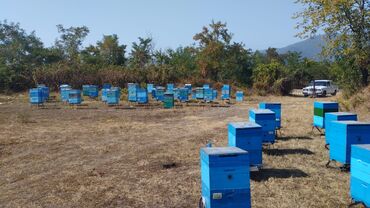 Bal: 100% qarantiya verilir təbii olduğuna! . 100% Təbii Bal zəmanət -da lalafo.az — 4 Bal: 100% qarantiya verilir təbii olduğuna! . 100% Təbii Bal zəmanət — 4