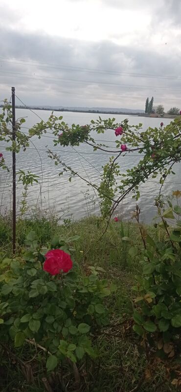 Torpaq sahələrinin satışı: 9 sot, Tikinti, Mülkiyyətçi, Kupça (Çıxarış) — 2