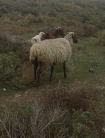 heyvan alqi satqisi: 2 dənə cavan qoyun satlr 1 3 aylq 1 isə 2 aylq boğazdı riyal alclar — 1