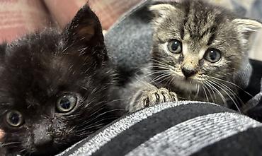 котята шотландская: Мальчик и девочка
мама вислоухая — 1