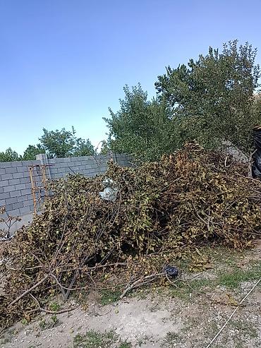 Дрова Фруктовая древесина