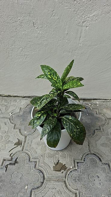 cilədağı bitkisi: Otaq bitkiləri dəsti – ağ saksılarda - Syngonium (ok yarpaqlı — 2