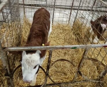 Dana, buzov: Dana, buzov, Dişi, Simental, ay: 1, Damazlıq, Ətlik, Rayonlara çatdırılma, Pulsuz çatdırılma, Ödənişli çatdırılma — 9